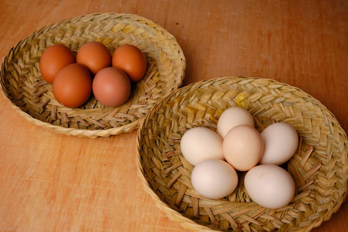 Apa Bedanya Telur Ayam Negeri Dan Kampung? Cari Tahu Di Sini ...